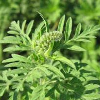 Аллергический ринит ЛОР КАБИНЕТ